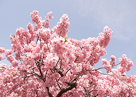 自然の花のコラージュ シーン 2